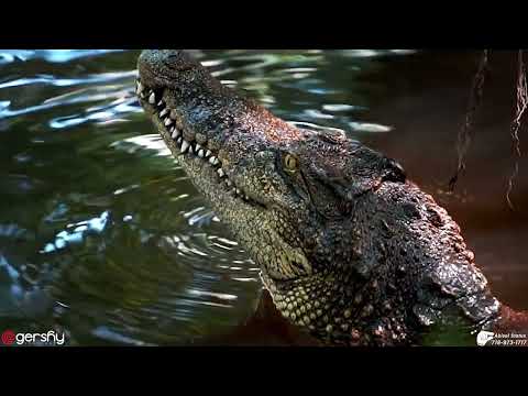 Abisel Crocodiles