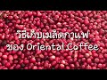 วิธีเก็บกาแฟ ของ Oriental Coffee