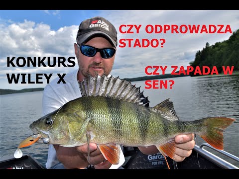 Will perch scare away the school? Does it hibernate and fall asleep? / Answers to your questions ...