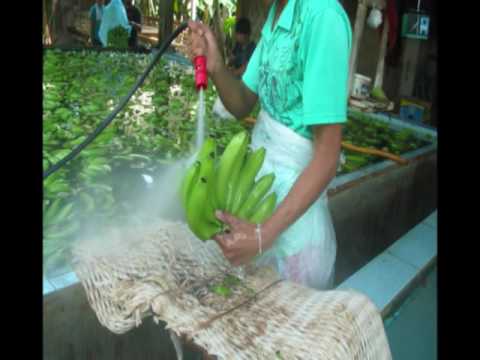 Cavendish Banana Packing Plant