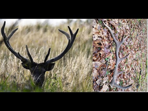 Udany podchód piękny jeleń byk właściciel zrzuta którego znalazłem w lutym  piękny dwunastak 3kg