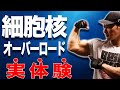 【筋肉BAR】細胞核オーバーロードってどうなん?実体験から語ってみた!