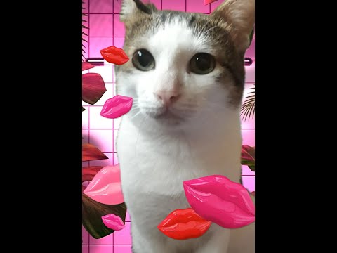 CAT PLAY TIME #kittiesdiarycat  #spotfy #NB2021