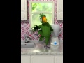 Talking Pierre The Parrot Dancing