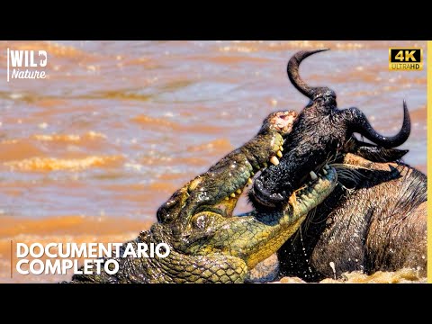LORDS OF THE NILE - The Battle for Survival | Animal Documentary
