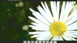 preview picture of video '成都，走遍中国，天府的记忆，锦官城D'