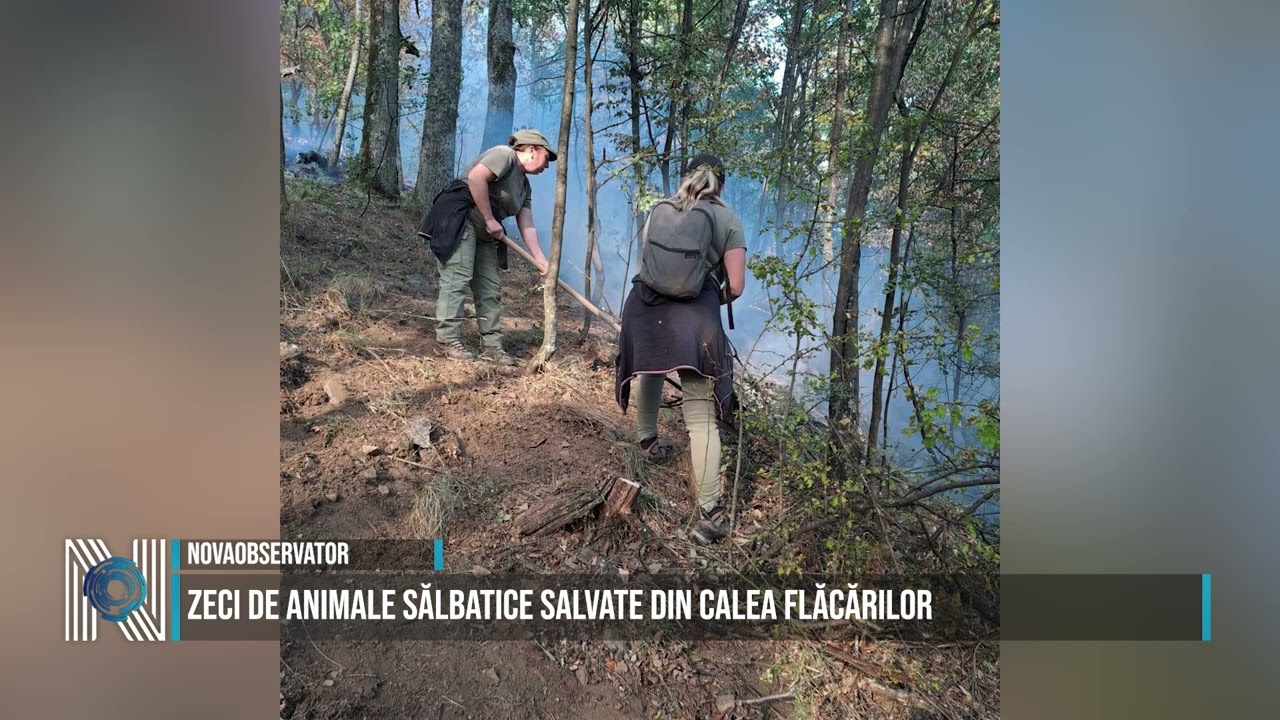 Zeci de animale sălbatice salvate din calea flăcărilor