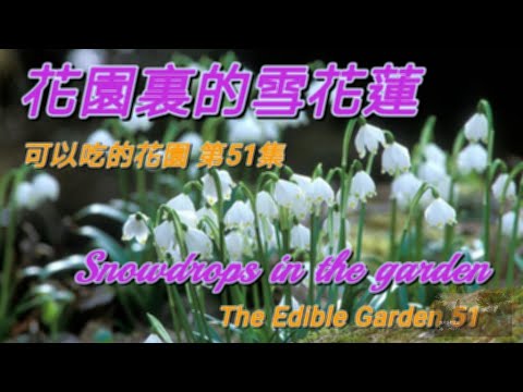 花園裡的雪花蓮 Snowdrops in the garden 每年1-2月時驚艷綻放,呼喚春天.具有觀賞和藥用價值的雪花蓮您了解嗎?可以吃的花園 第51集 The Edible Garden 51