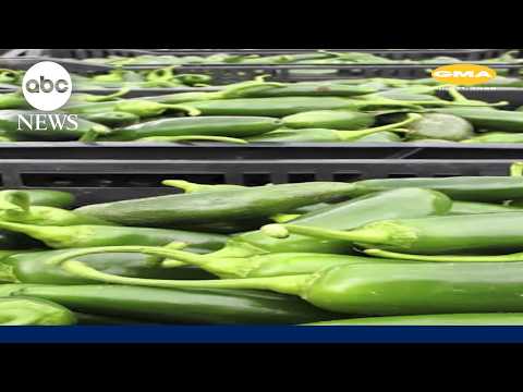 Thousands sickened amid massive nationwide food recalls