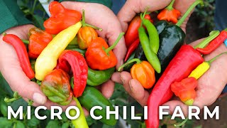 Thriving No-Dig Chili Farm is a Homestead Success Story