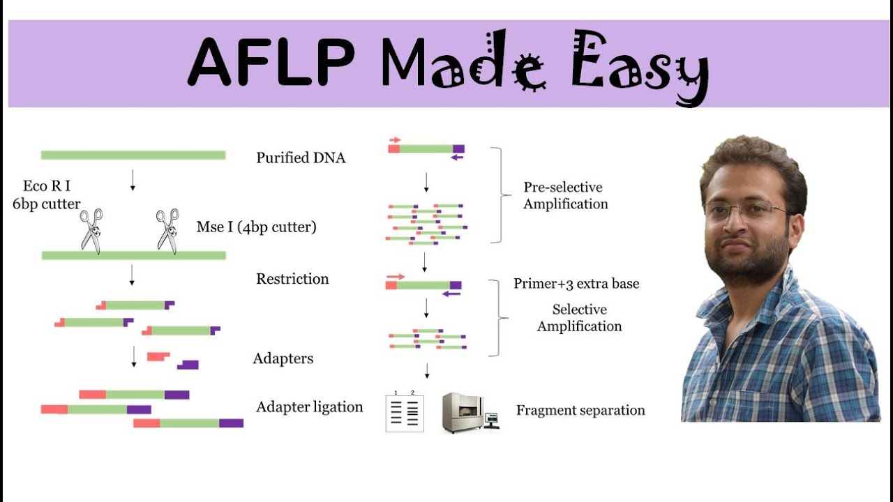 AFLP marker: What is it? how it works? Advantages and Disadvantages