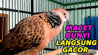 Download lagu SUARA PIKAT TEKUKUR / DURASI FULL 1 JAM NONSTOP !!! mp3