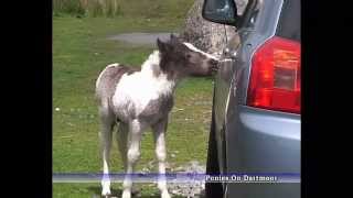 preview picture of video 'Dartmoor Ponies (Foals) Near Two Bridges, Princetown'