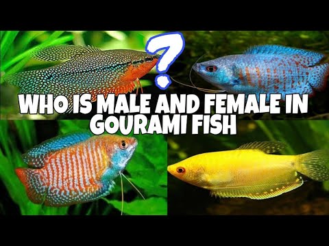 download lagu mp3 mp4 Sexing Honey Gourami, download lagu Sexing Honey Gourami gratis, unduh video klip Sexing Honey Gourami