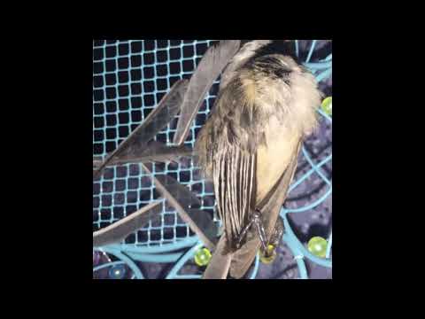 Ext. Opt. - Cuttah Lhye