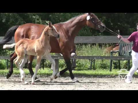 SL052 Hengstfohlen von Sandro Boy - Caretino - Landgraf I