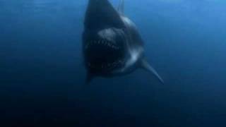 Malibu Shark Attack (2009) - Official Trailer