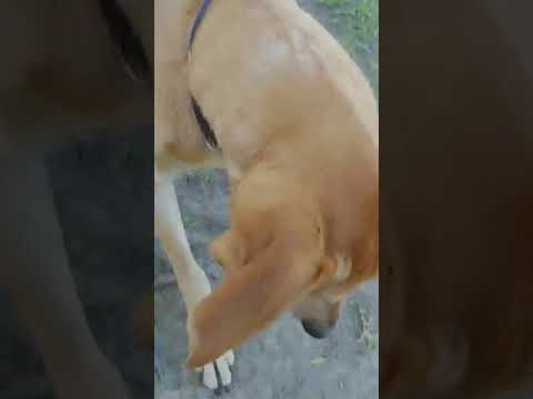 Molly, an adopted Labrador Retriever & Hound Mix in Blairstown, NJ_image-1