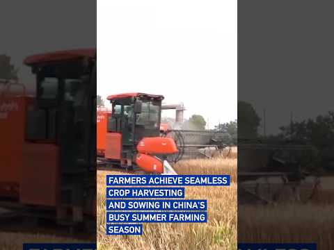 Farmers achieve seamless crop harvesting and sowing in China's busy summer farming season