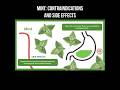 Mint: contraindications and side effects #mint #peppermint #contraindications #herbs