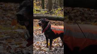 Drückjagd in Tschechien 🇨🇿 mit  ⁨@WildboarFanatic⁩