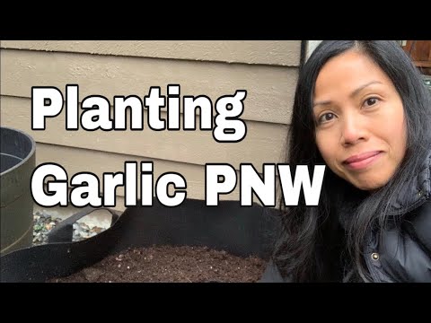 download lagu mp3 mp4 Growing Garlic Pnw, download lagu Growing Garlic Pnw gratis, unduh video klip Growing Garlic Pnw