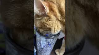 1分以上水を飲み続けた猫 #Shorts