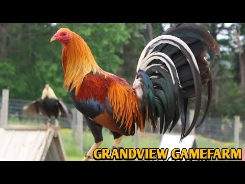 Pure Sweater Yellow leg hatch - GRANDVIEW FARM