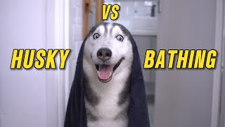 ASMR / The world's Calmest Husky Takes a Bath - you won't believe it.