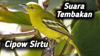 Download lagu Download masteran cucak ijo suara tembakan sirtu cipow |#isiancucakijo mp3
