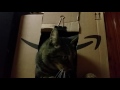 Crazy Tabby Cat Attacks