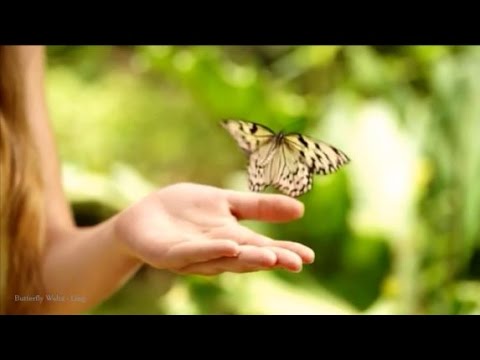 【蝴蝶华尔兹 - Butterfly Waltz】Brian Crain（钢琴和小提琴二重奏）