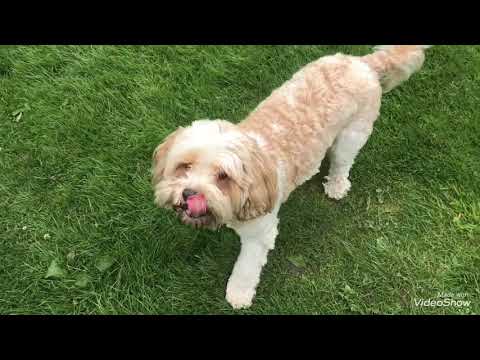 Furry Friends Pet Care video.