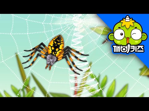 집짓기 선수 거미 | 자연관찰 | 거미줄 | 깨비키즈 KEBIKIDS