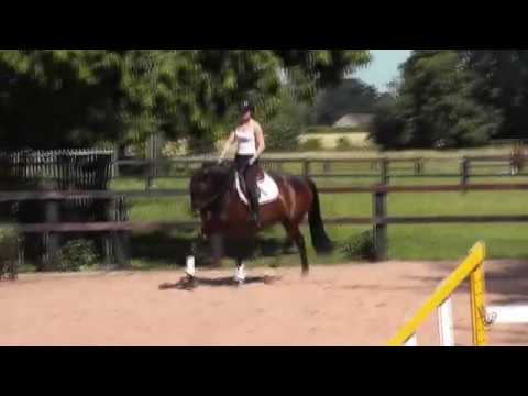 **FOR SALE** Vanity B (Vangelis S x Burggraaf)