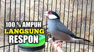 Download lagu LANGSUNG RESPON DAN IKUT BUNYI GELATIK MANAPUN DENGAR PANCINGAN GELATIK JAWA/BELONG mp3