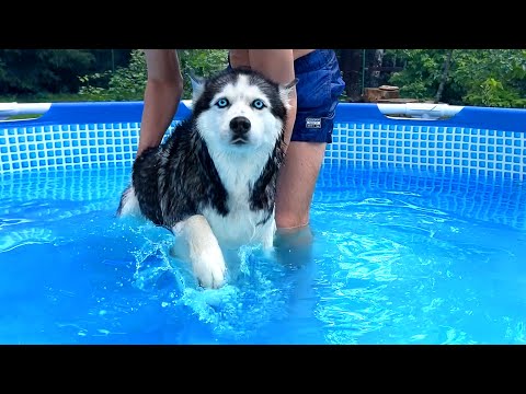 My Husky Didn't Expect This! Dogs In the Pool