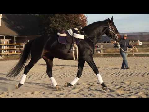 Marvin -  trot left (11-11-2016)