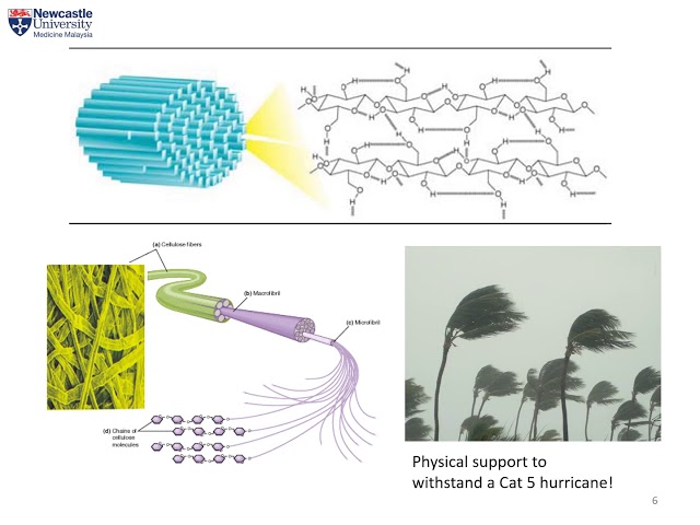 Videouttalande av glycosaminoglycans Engelska