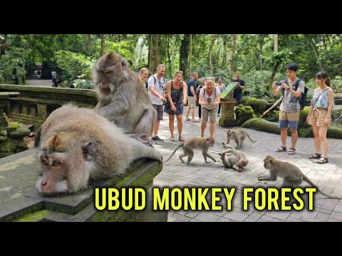 Explore Ubud Monkey Forest Bali | Fun Walking Tour with Playful Monkeys