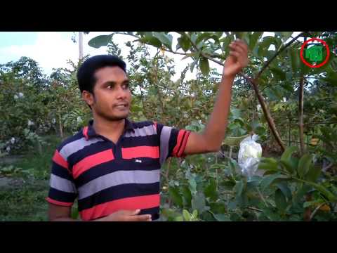 থাই পেঁয়ারা চাষে সফলতা Success story of guava cultivation