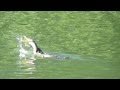 Cormorant Eating A Fish
