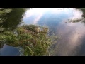 Martin Haarig Bananimals Official Music Video