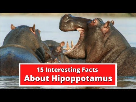 15 Interesting Facts About Hippopotamus | Global Facts