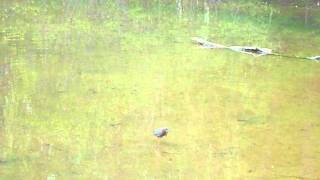 preview picture of video 'Green Heron Fishing in Lake Lynn'