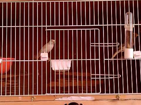 irish fancy canary no 2