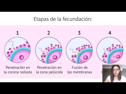 capítulo 3.- PRIMERA SEMANA DEL DESARROLLO: DE LA OVULACIÓN A LA IMPLANTACIÓN