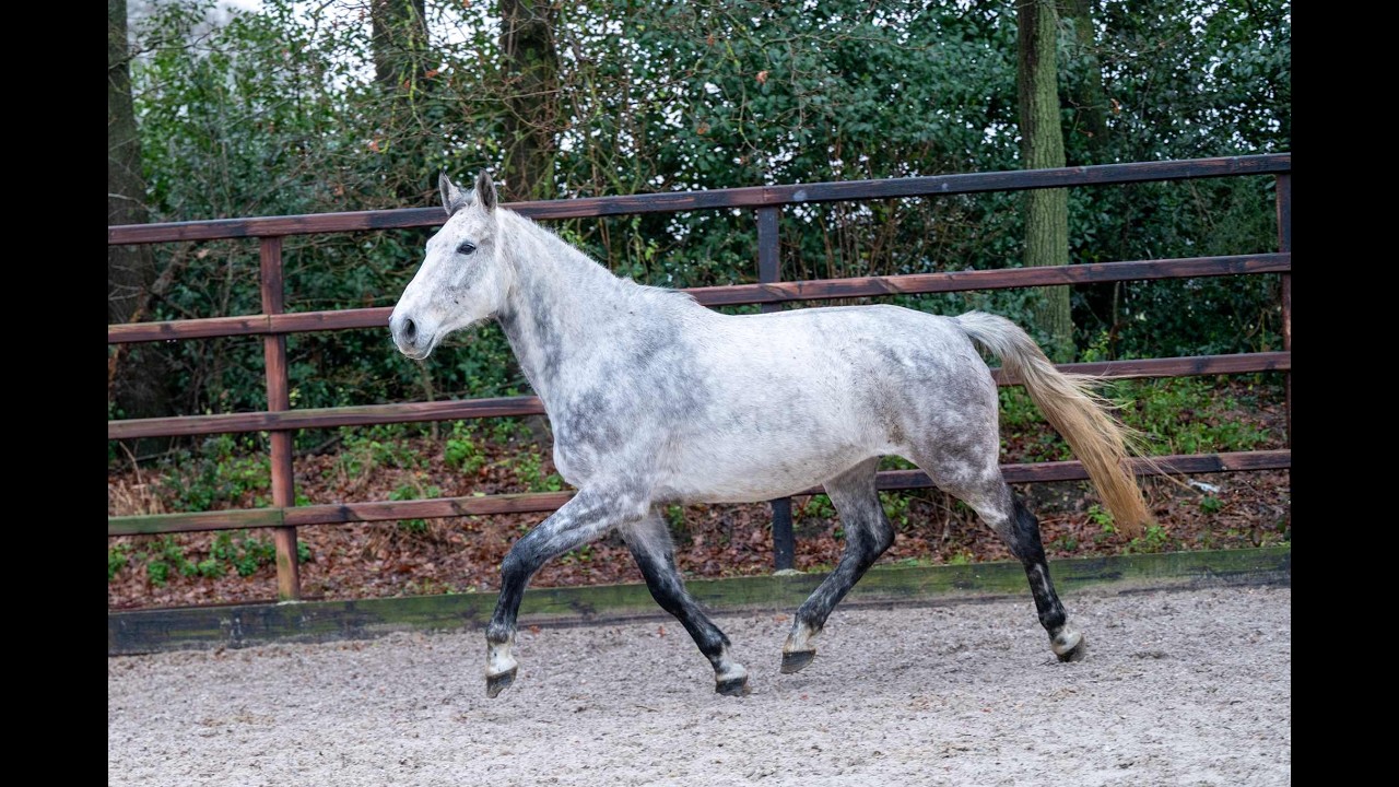 Diaqui of the Lowlands Z ☆☆ (DIAMANT DE SEMILLY x QUIDAM DE REVEL) video 1