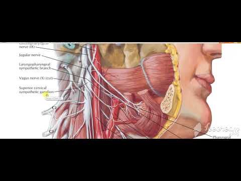 Glossopharyngeal intro 1