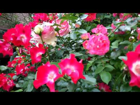 つるバラ「ドルトムント」 植物